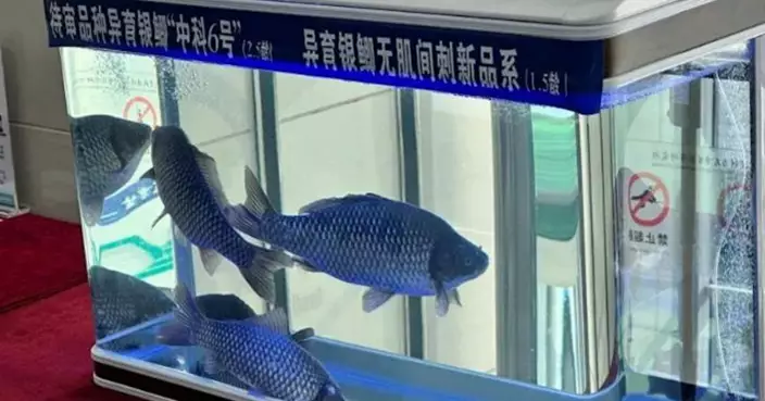 吃魚不再怕卡刺！中科院成功培育無肌間刺魚　預計2026年規模化上市