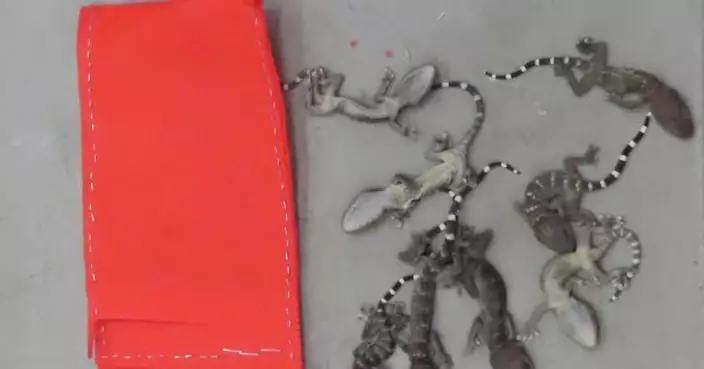 海關從印尼空運到港貨物檢獲34隻瀕危物種活蜥蝪