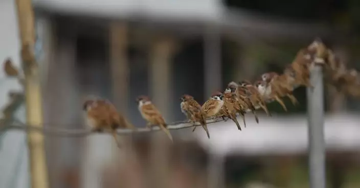 觀鳥會推算香港市區有逾22萬隻麻雀年增5千隻　元朗區密度最高