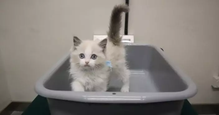 海關於文錦渡管制站檢獲懷疑非法進口幼貓　市值約1000元