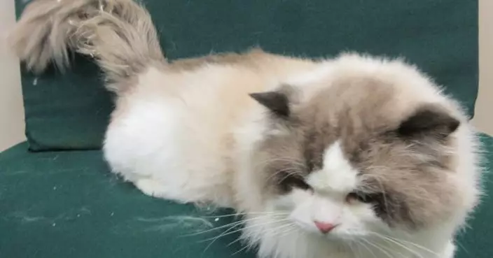 羅湖入境男子背包藏有一隻貓　涉非法進口動物被捕