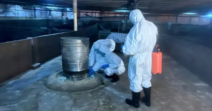 漁護署於流浮山檢測出非洲豬瘟豬場銷毀處理近千頭豬隻