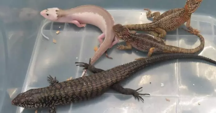 海關檢13隻疑屬瀕危活蜥蝪　市值逾9萬元