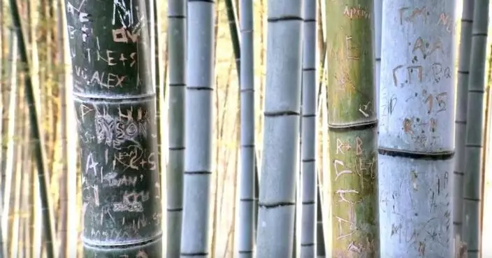 京都伏見稻荷大社旁數百棵竹子遭刻字 外語居多 地主不滿