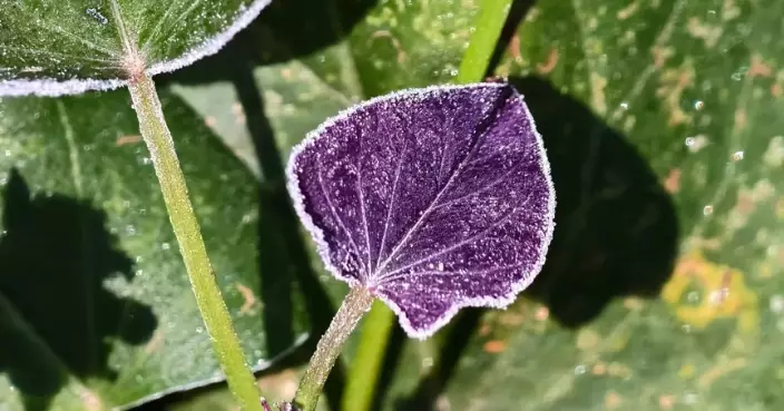 大埔粉嶺市民拍攝到結霜 天文台﹕晚上風勢更弱輻射冷卻尤其明顯