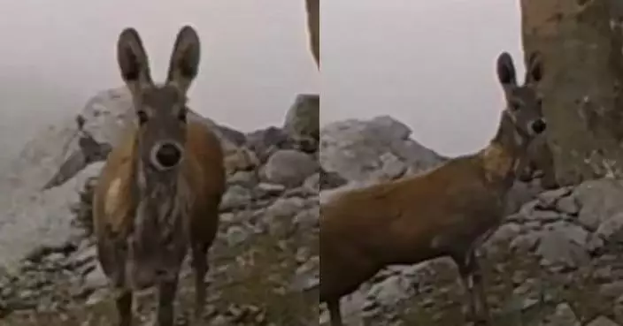行蹤神秘被稱「高山隱士」 瀕危馬麝現蹤四川3995米高山首次被紀錄