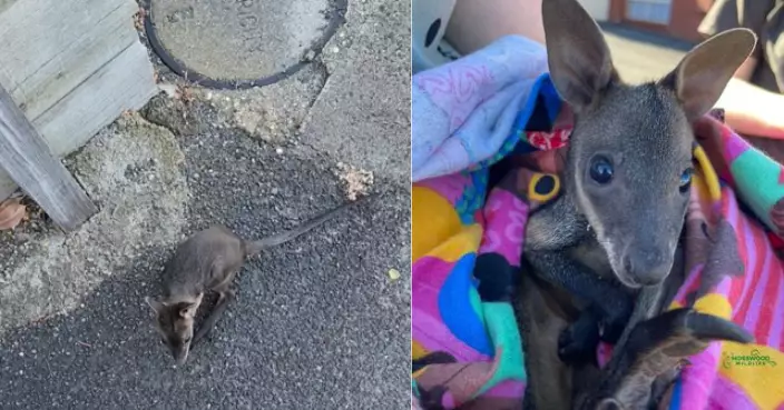 目擊袋鼠媽受驚將幼崽甩出育兒袋狂奔逃走 澳女與救援組織聯手救回BB