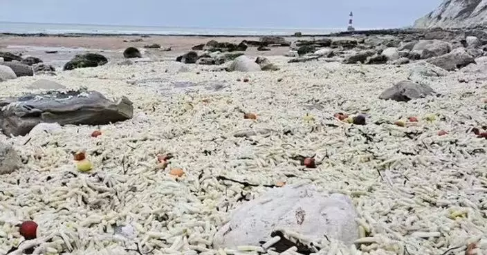 貨船貨櫃墮海薯條遭沖上岸 英海灘現76CM高「黃金地毯」恐危及動物
