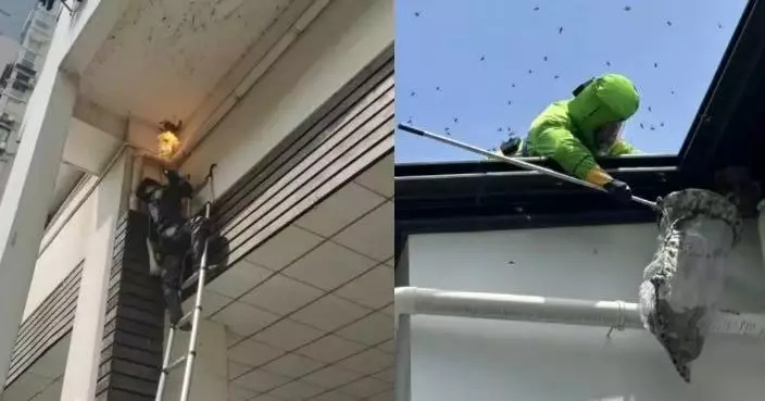 自製神器清逾千蜂巢 杭州「追蜂俠」日背20公斤裝備免費為民除蜂6年