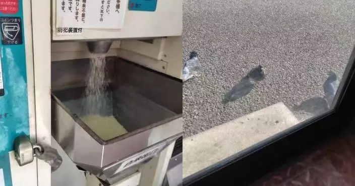 投幣碾米機變鳥類「補給站」 日人處理糙米遭3鴿「堵門」等開餐