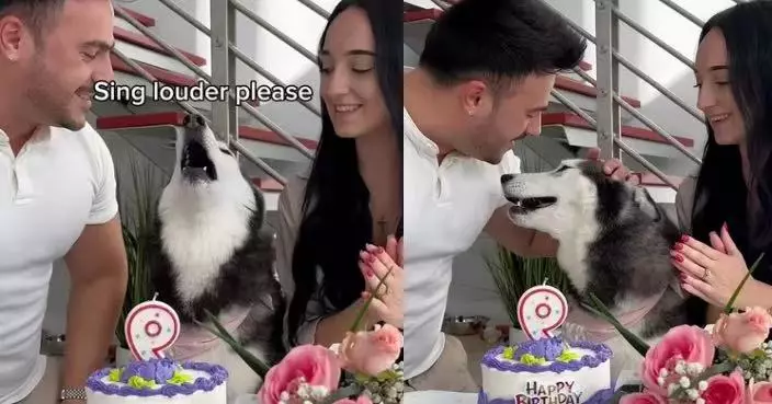 有片！ 哈士奇犬過9歲生日「啊嗚」與飼主合唱生日歌萌翻網民