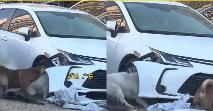 疑因鳴喇叭驅趕被報復 廣州車主私家車泊路邊遭2狗咬爛保險桿