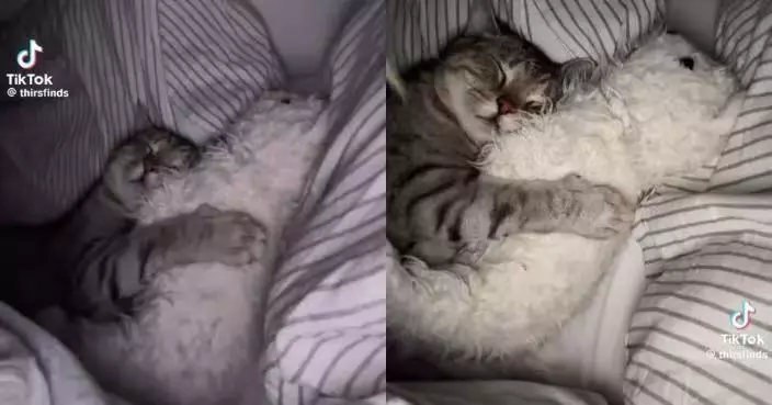 毛茸茸「不速之客」闖被窩 女飼主見愛貓緊抱泰迪熊公仔熟睡被萌翻