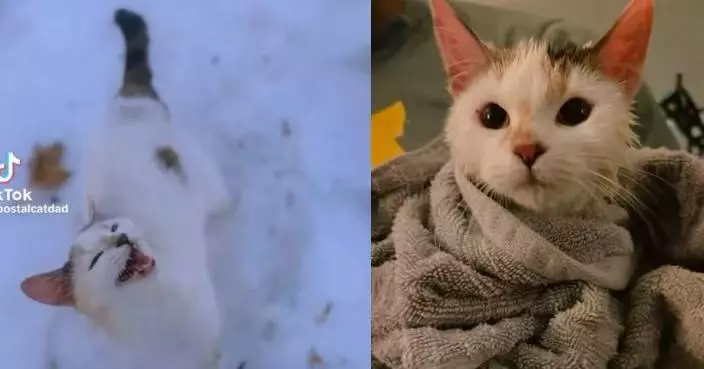 暴雪天派信偶遇虛弱小貓求助 美郵差出手相救助覓得幸福歸宿