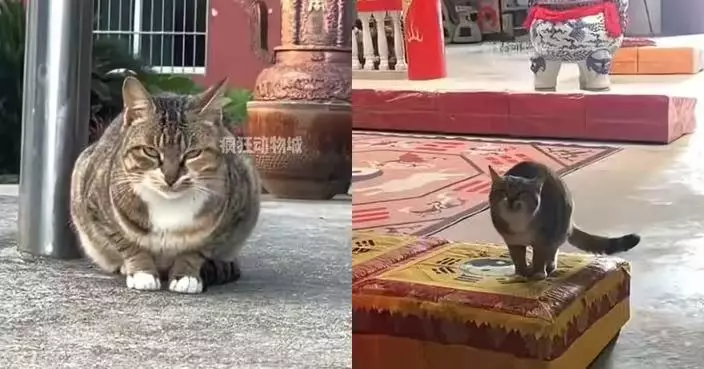 曾捱餓流浪街頭 小貓獲江西寺廟收編找到溫暖歸宿