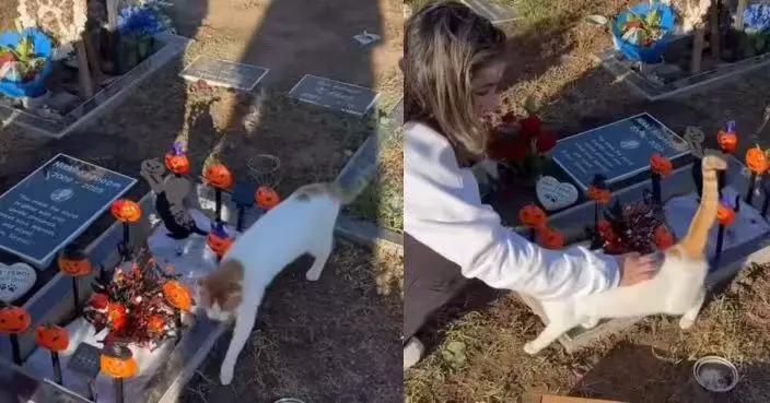 美婦與家人往寵物墓園哀悼亡貓 遇橘白浪貓突出現「跳進懷中」暖心收編