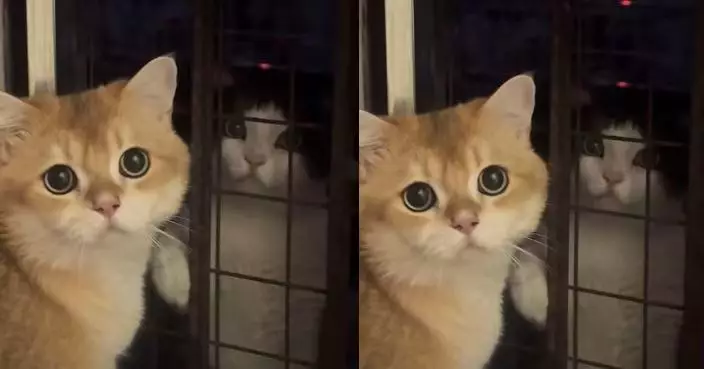 寵物貓隔窗與流浪貓「幽會」 兩貓深情對望如上演偶像劇萌翻網民