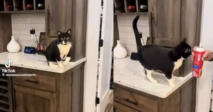 為食鮮忌廉使「苦肉計」 賓士貓扮跛腳博同情 見飼主拿來秒痊癒