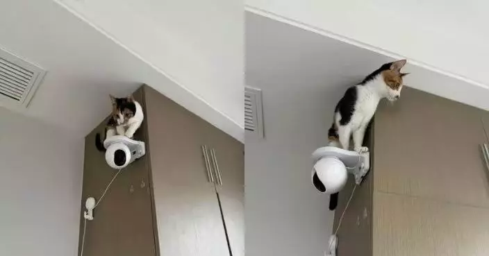 巧避鏡頭拍攝 三花貓身手敏捷躍上監控器頂端淡定「示威」