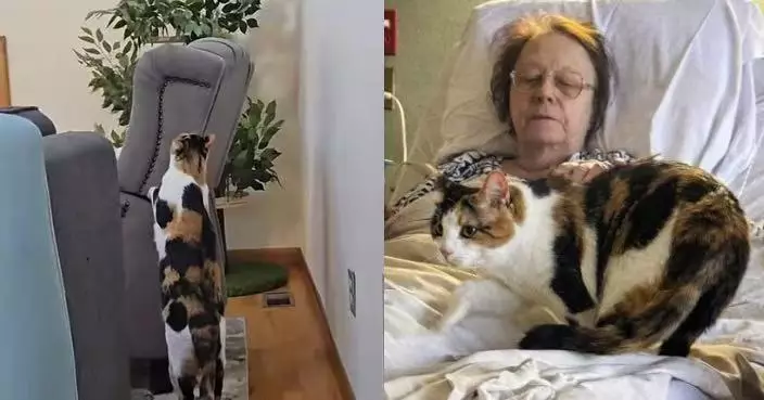 收養亡母寵物貓延續思念 女子見牠嗅聞母親舊椅瞬間淚崩