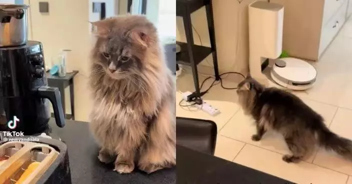 神情專注盯烤麵包機 貓貓被彈起多士嚇親「彈飛」逗趣畫面曝光