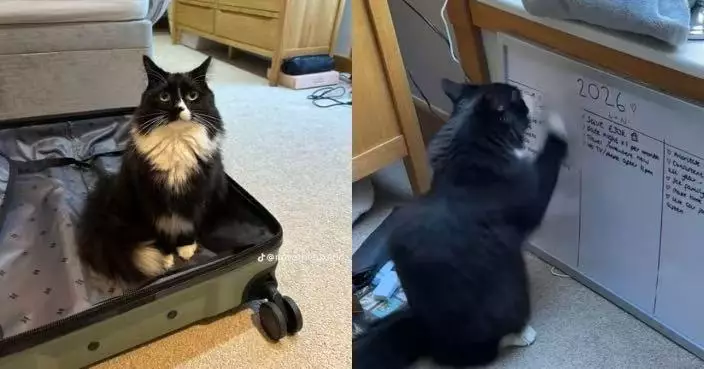 飼主寫新年計劃疑遭「否決」？ 見愛貓白板前揮爪擦除哭笑不得
