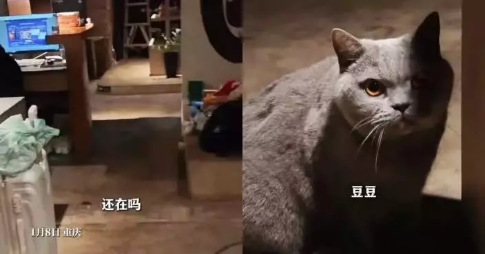 時隔6年重返昔日下榻旅館 內地男與店貓驚喜重逢感人畫面曝光