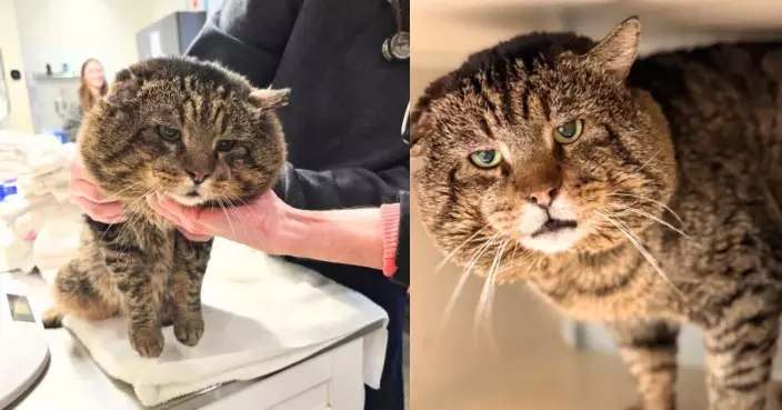 霸氣流浪貓獲救援團隊營救 臉頰肥厚配厭世神情氣場強大似「黑道老大」