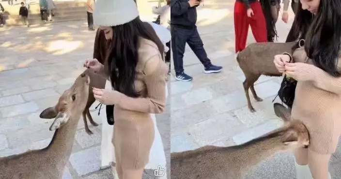 女遊客奈良公園餵鹿遭鹿隻前後「頂撞」網民揶揄：真小鹿亂撞！