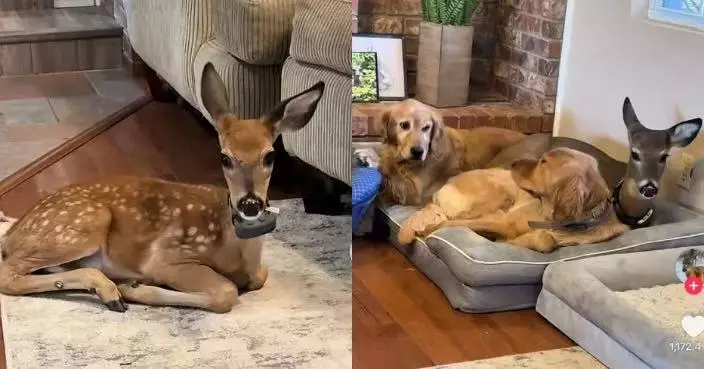 飼主夫婦收養遭遺棄小鹿 黃金獵犬不排斥反當「養母」助牠恢復健康