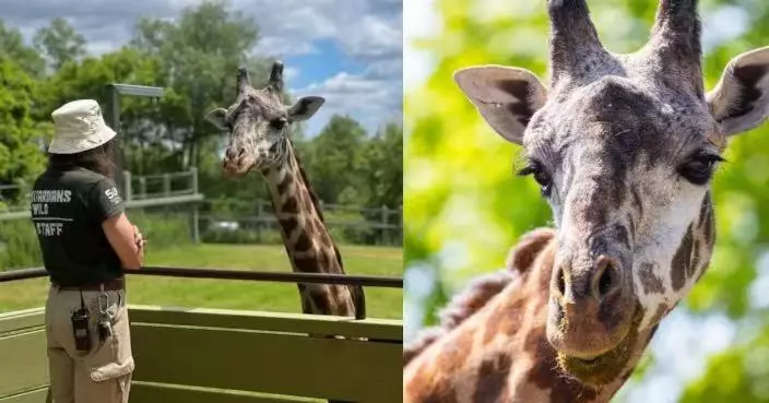 探索棲地遭門夾傷頸部 加國動物園長頸鹿傷重不治 無緣見第3隻幼崽出生
