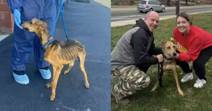 僅12KG瘦成「皮包骨」 美流浪犬獲救援組織救治照料奇蹟康復覓得新家