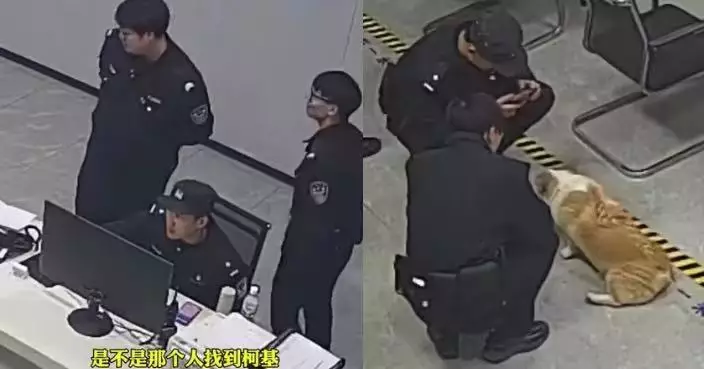 動物都識搵警察？狗狗走失2小時後現身派出所門口終與飼主重聚