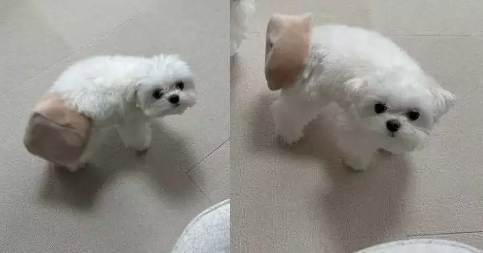 見飼主工作不敢吵鬧 高EQ馬爾濟斯犬遭玩具卡尾臉帶歉意求救萌翻網民