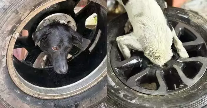 貪嘴狗為撿肉丸鑽入輪胎輪圈卡住動彈不得 救援人員切割鋁圈助脫困