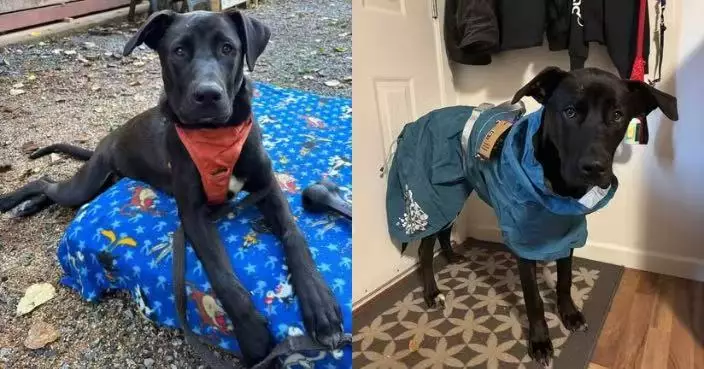 夫婦領養「溫馴拉布拉多」 卻見狂拆家 驗DNA揭擁軍警犬血統