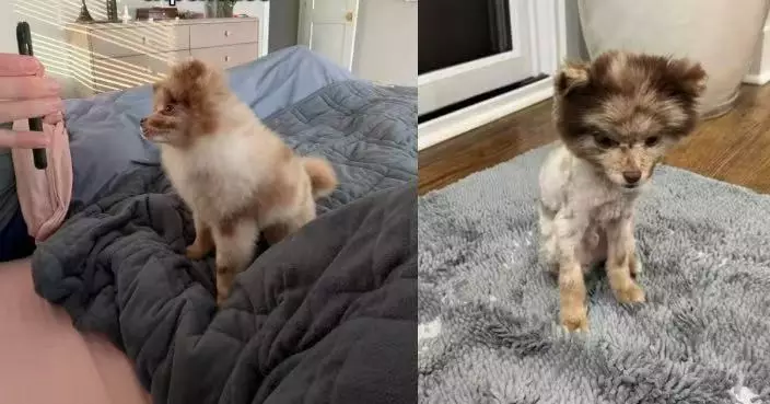 體驗上門美容服務 博美犬毛髮幾乎被剃光宛如「大頭娃娃」