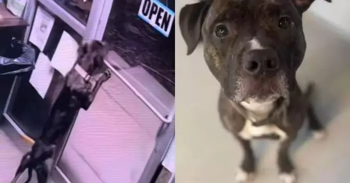 不是AI！狗狗自行打開2道門「越獄」 熟練開鎖技巧震驚收容所職員