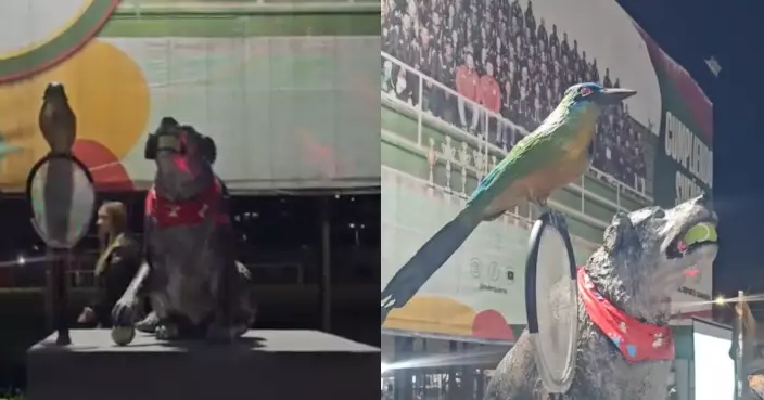 陪伴網球場11年成「最資深球童」 哥倫比亞流浪犬離世 體育局立銅像追思
