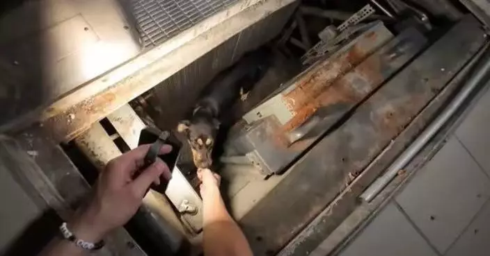 廢棄商場探險突聞詭異低吼聲 美YouTuber循聲查探發現受困狗狗暖心收場