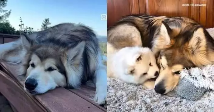 見愛犬因體型龐大遭同伴冷落感不忍 美飼主再領養幼犬助圓交友夢