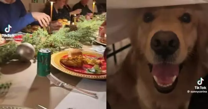 女子出席家族聚會遭為食黃金獵犬「眼神攻勢」討零食 網笑：無法抗拒