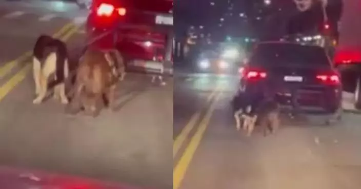 不想狗狗車內便溺 美國男飼主將兩寵物犬拴車尾沿街拖行致重傷遭起訴