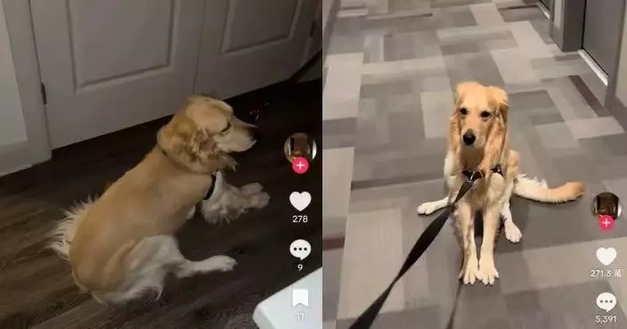 發現非飼主帶出門 黃金獵犬即啟動「罷工模式」坐地上拒移動