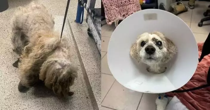毛髮厚重打結似「破布」 狗狗剃毛後露可愛模樣驚呆救援人員