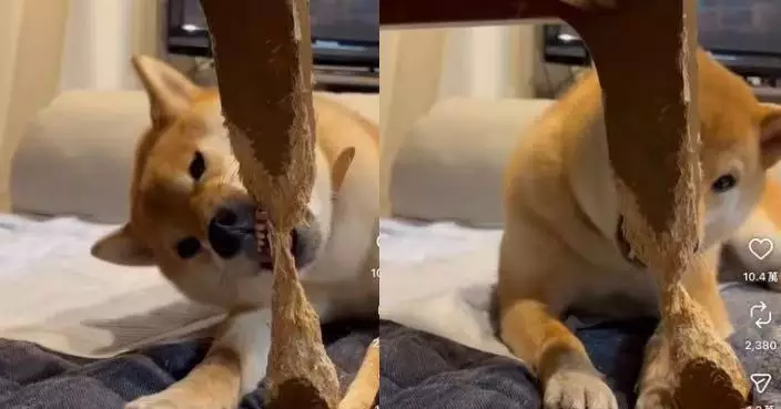 「河狸上身」將茶几枱腳當潔齒骨 日本柴犬啃足半年終咬斷「完工」