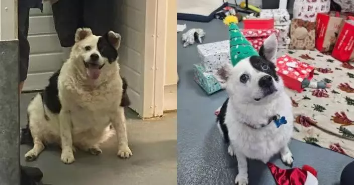 遭主人狂餵意粉肥到無法走路 混種犬獲收容所訂製減重計畫半年狂減15KG