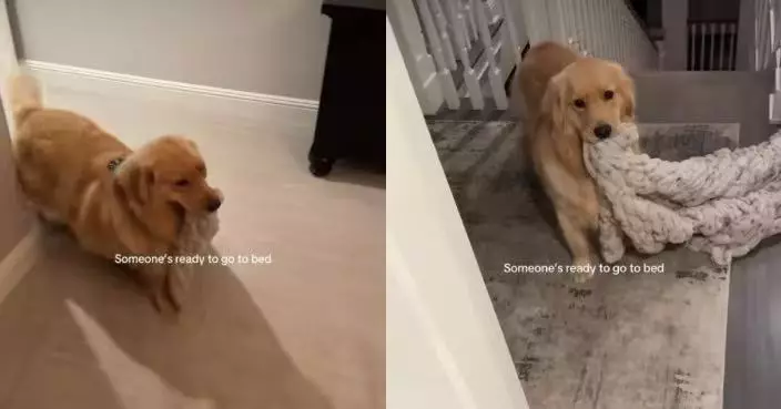 生活作息規律過人類！黃金獵犬每晚準時叼被用眼神催主人瞓覺