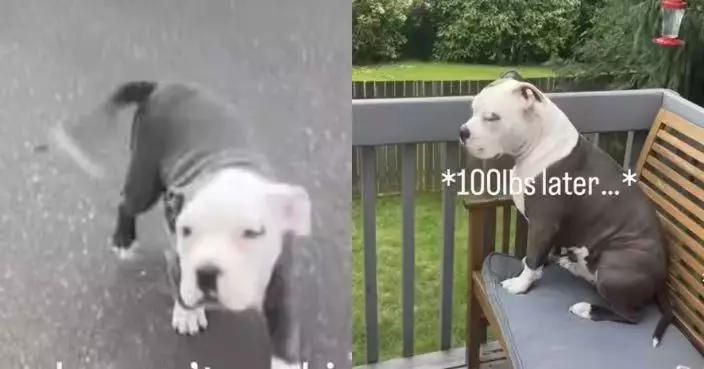 獲保證「唔會長大」 美飼主買比特犬幼犬回家養暴風成長至逾45KG