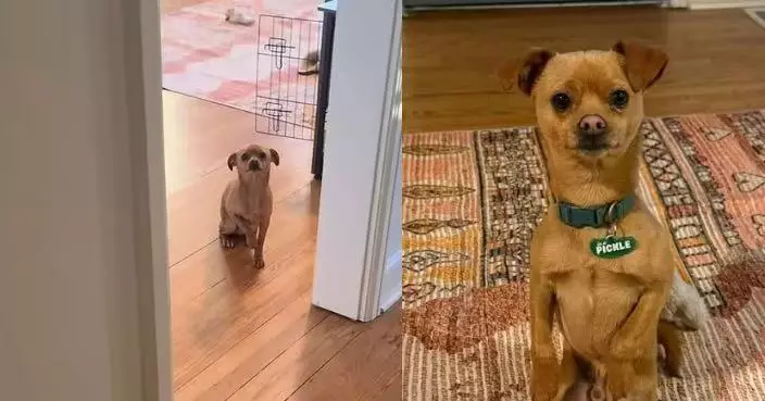 服藥後昏睡12小時 美國女醒來驚見忠犬坐門外苦等露擔憂神情感動不已